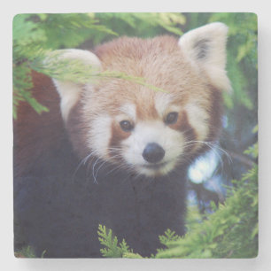 Posavasos De Piedra Panda roja