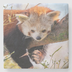 Posavasos De Piedra Panda rojiza perezosa