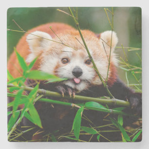 Posavasos De Piedra Panda Rojo