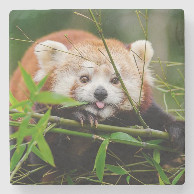 Posavasos De Piedra Panda Rojo (Anverso)