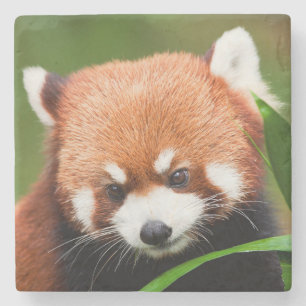 Posavasos De Piedra Panda Rojo Adorable