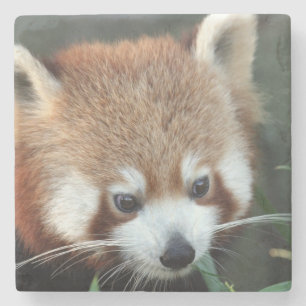 Posavasos De Piedra Panda rojo, Taronga Zoo, Sydney, Australia