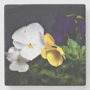Posavasos De Piedra Pansias blancas amarillas y moradas