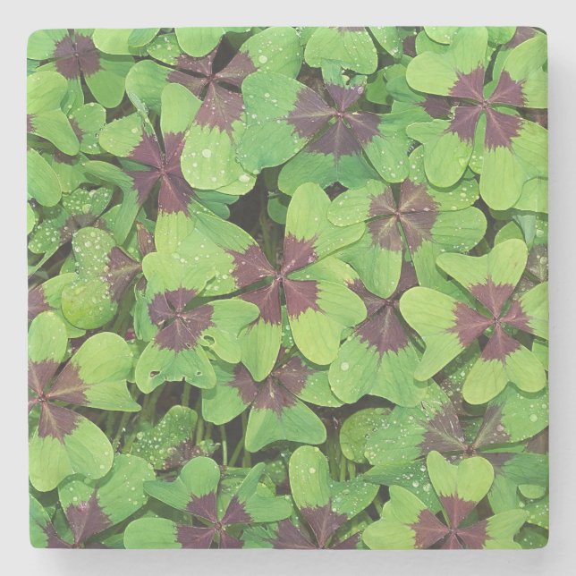 Posavasos De Piedra Parche de cuatro hojas, Sorrel, con Dew (Anverso)