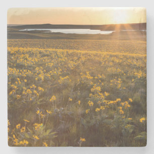 Posavasos De Piedra Parche de flores silvestres de Balsamroot de hoja