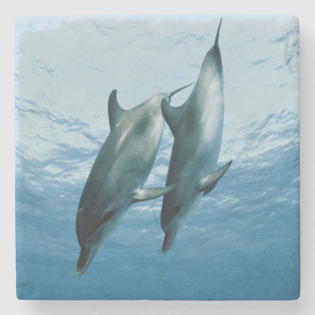 Posavasos De Piedra Pareja de delfines (Anverso)