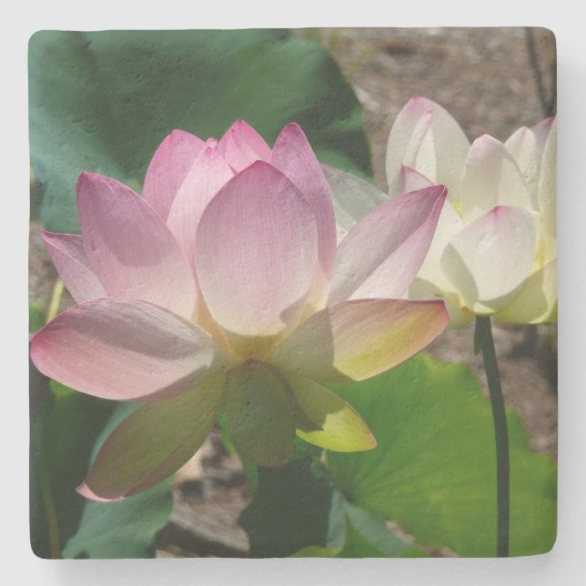 Posavasos De Piedra Pareja de flores de Lotus I (Anverso)