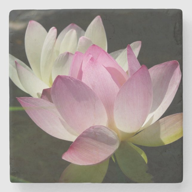 Posavasos De Piedra Pareja de flores de Lotus II (Anverso)