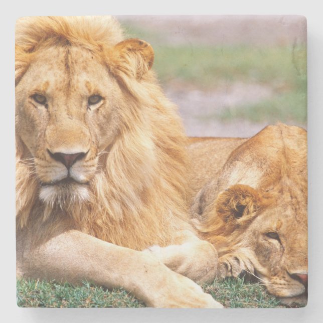 Posavasos De Piedra Pareja de Leones Africanos, Panthera leo, Tanzania (Anverso)
