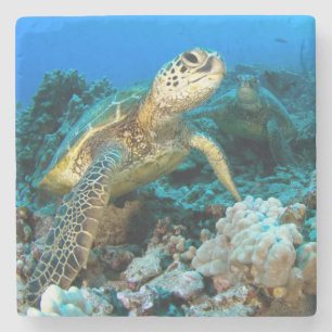 Posavasos De Piedra Pares de la tortuga