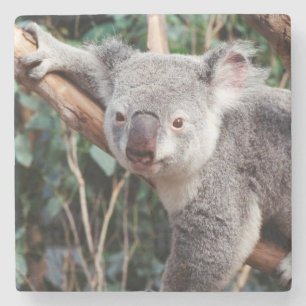 Posavasos De Piedra Parque de vida silvestre Featherdale, Koala Bears