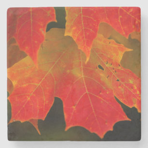 Posavasos De Piedra Parque Estatal Itasca, Colores de Otoño 2