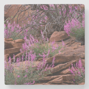 Posavasos De Piedra Parque Nacional Capitol Reef, Utah, EE. UU.