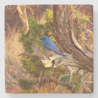 Posavasos De Piedra Parque nacional de Arches