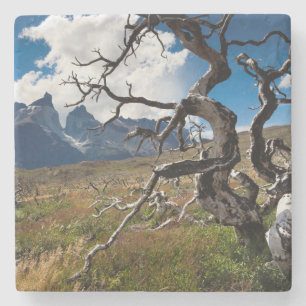 Posavasos De Piedra Parque Nacional Torres del Paine, árboles dañados 