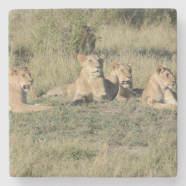 Posavasos De Piedra Parte de un Orgullo León.