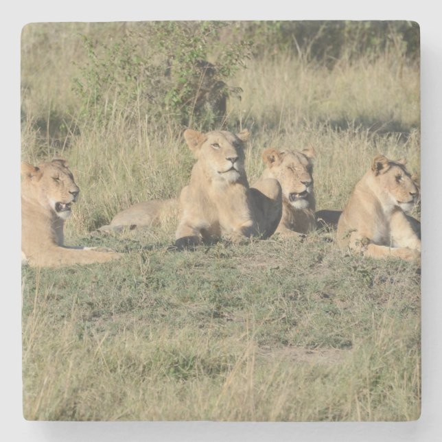 Posavasos De Piedra Parte de un Orgullo León. (Anverso)