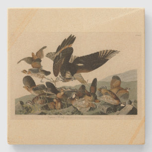 Posavasos De Piedra Partrigo Virginiano, los pájaros de Audubon de Amé