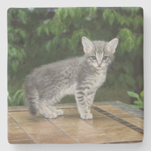 Posavasos De Piedra Pascua cuadrada gris de Savannah