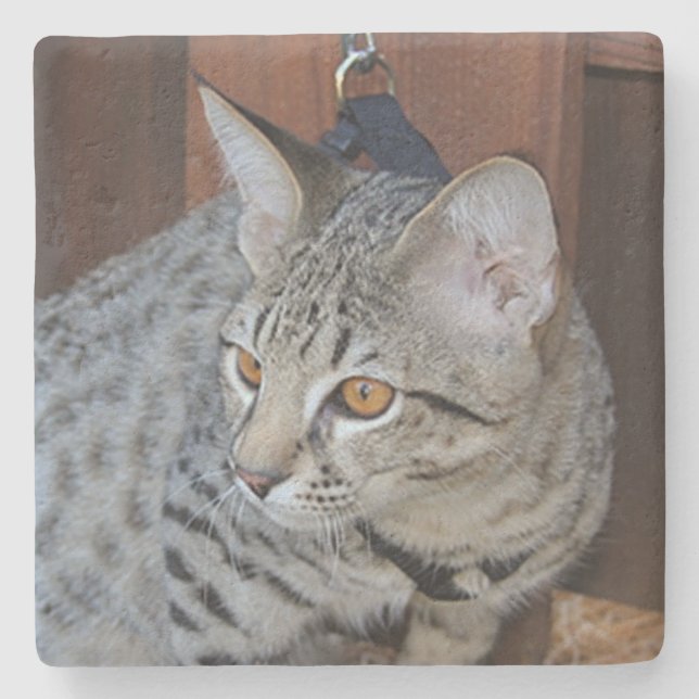 Posavasos De Piedra Pascua de la plaza del gato de Savannah (Anverso)