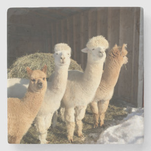 Posavasos De Piedra Pascua de piedra - Alpacas al sol invernal