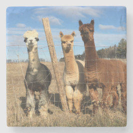 Posavasos De Piedra Pascua de piedra - Alpacas Phaethon, Cebada, Marvi
