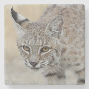 Posavasos De Piedra Pascua de piedra de retrato Bobcat