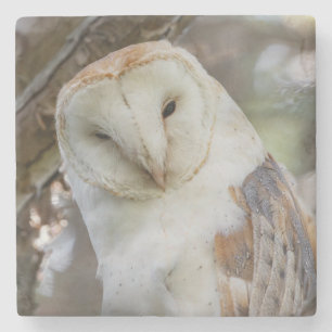 Posavasos De Piedra Pascua de piedra de retrato de búho de barn