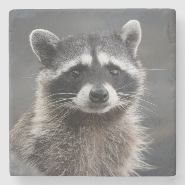 Posavasos De Piedra Pascua de piedra de retrato de Raccoon (Anverso)