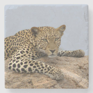 Posavasos De Piedra Pascua de piedra leopardo (fondo azul)