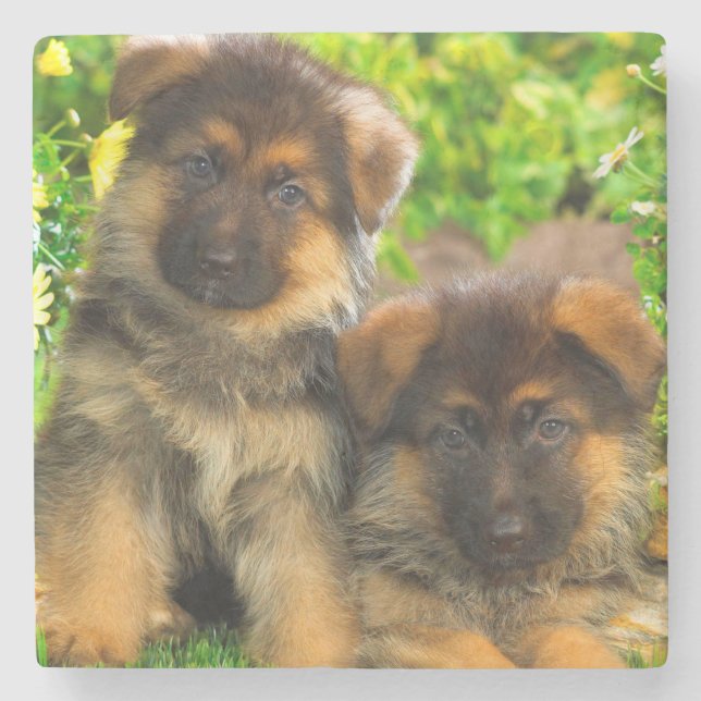 Posavasos De Piedra Pastores alemanes (Anverso)