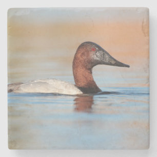 Posavasos De Piedra Pato de espalda espumosa masculina