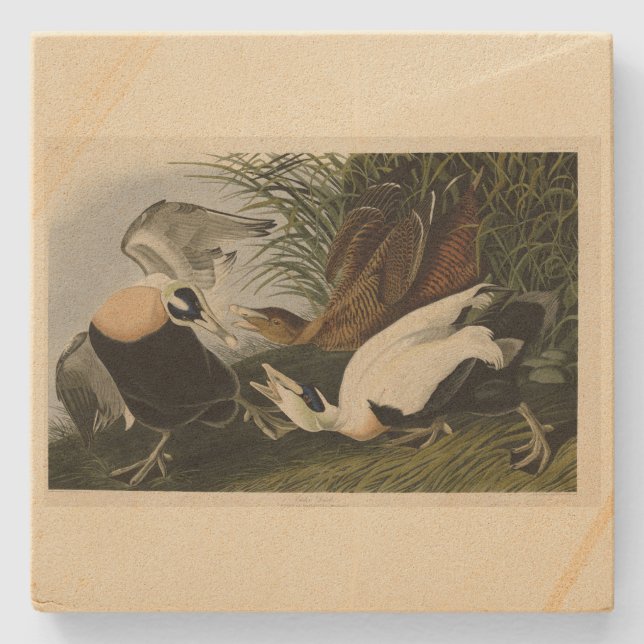 Posavasos De Piedra Pato Eider, Eider Común, Aves Audubon de América (Anverso)