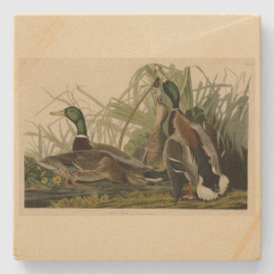 Posavasos De Piedra Pato Mallard de los pájaros de América de Audubon
