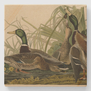 Posavasos De Piedra Pato Mallard de los pájaros de América de Audubon