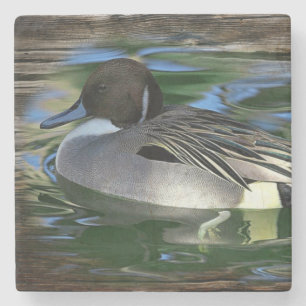 Posavasos De Piedra Pato Mallard En El Lago
