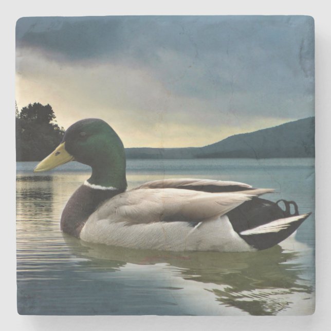 Posavasos De Piedra Pato Mallard En El Lago (Anverso)