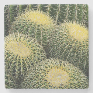 Posavasos De Piedra Patrón de cactus