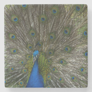 Posavasos De Piedra Pavo real de Kauai (mi fotografía)