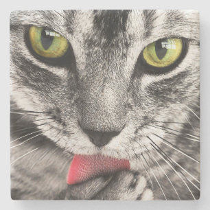 Posavasos De Piedra Paw de golpes de gatos en tabby