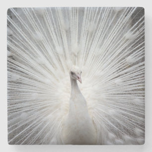 Posavasos De Piedra Peacock20160401