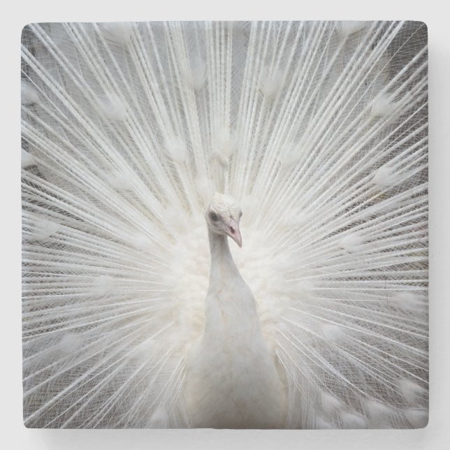 Posavasos De Piedra Peacock20160401 (Anverso)