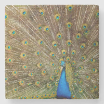 Peacock Tail Feathers