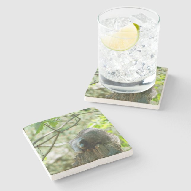 Posavasos De Piedra Pegatinas de Mapache Durmiente (Lateral)