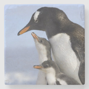 Posavasos De Piedra Península antártica, puerto de Neko, Gentoo