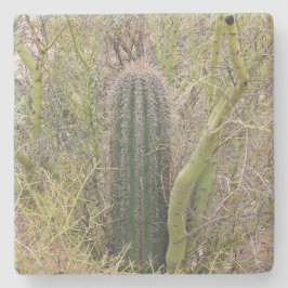 Posavasos De Piedra Pequeño Cactus Saguaro, Arizona, montaña de piedra