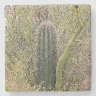 Posavasos De Piedra Pequeño Cactus Saguaro, Arizona, montaña de piedra