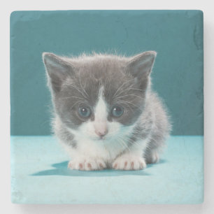 Posavasos De Piedra Pequeño gatito