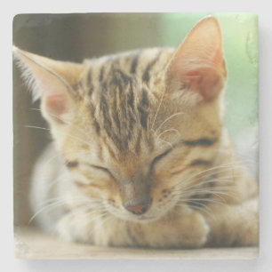 Posavasos De Piedra Pequeño gatito del bebé el dormir