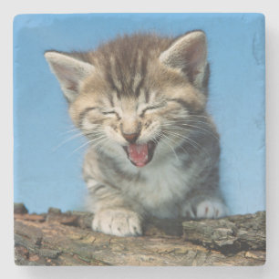 Posavasos De Piedra Pequeño gatito en un árbol